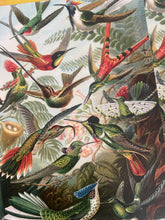 Load image into Gallery viewer, Haeckel Trochilidae postcard
