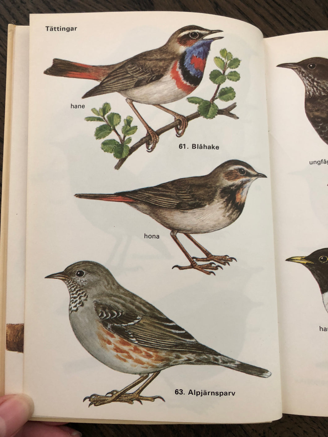 Swedish bird vintage book