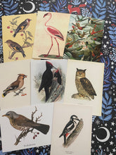 Load image into Gallery viewer, Birds postcards pack
