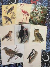 Load image into Gallery viewer, Birds postcards pack
