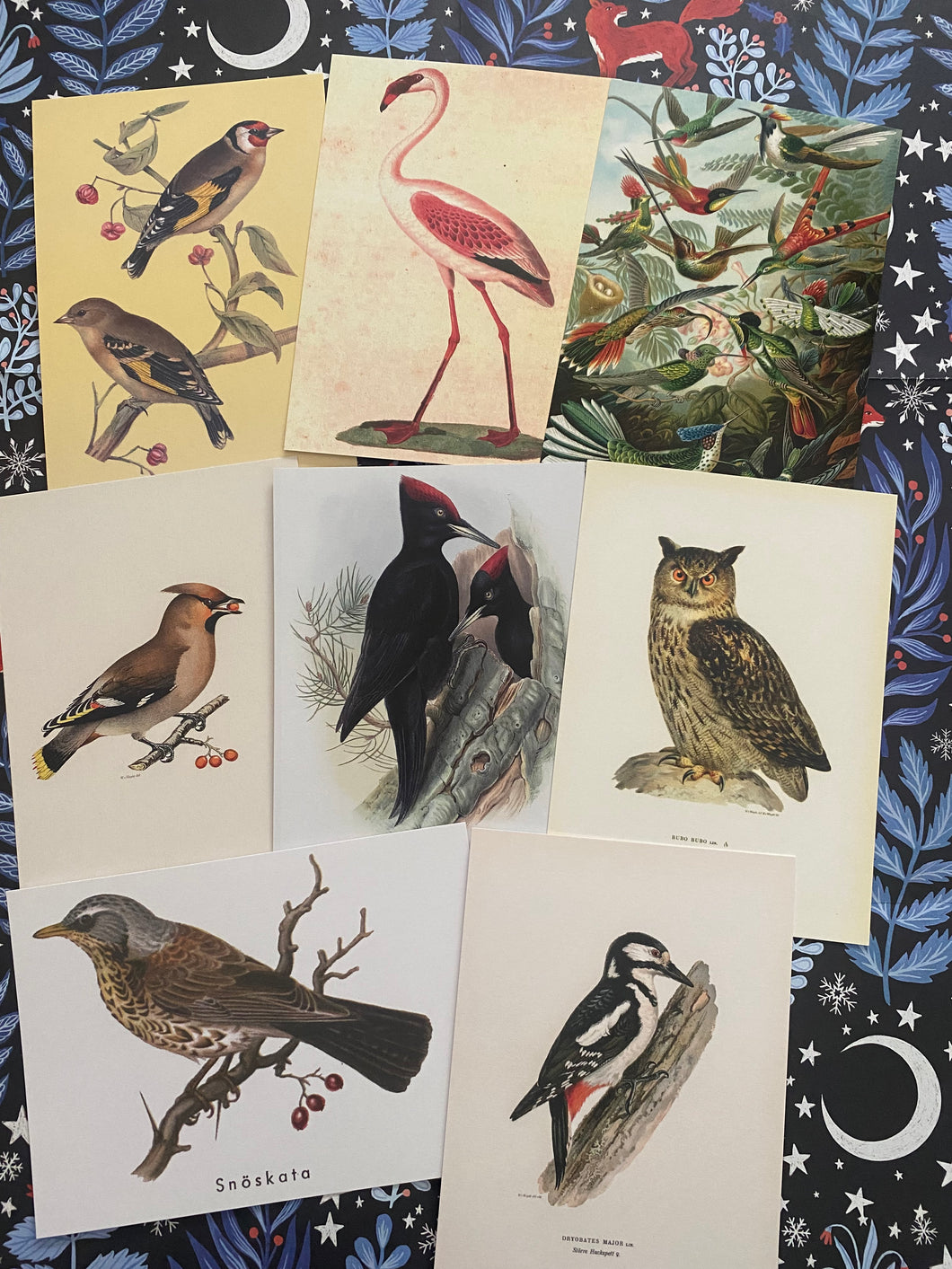 Birds postcards pack