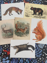 Load image into Gallery viewer, Animals postcard pack
