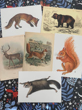 Load image into Gallery viewer, Animals postcard pack
