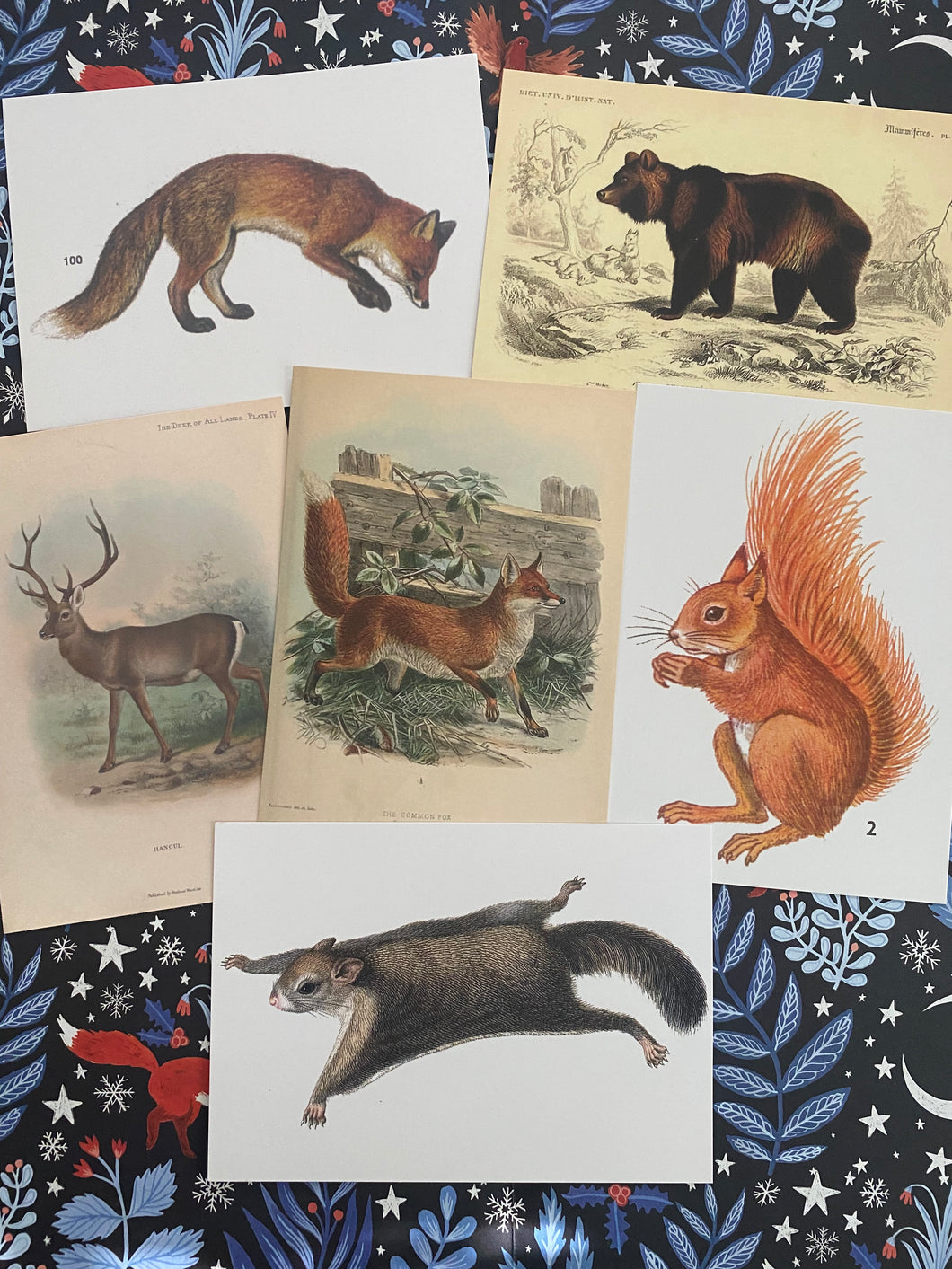 Animals postcard pack