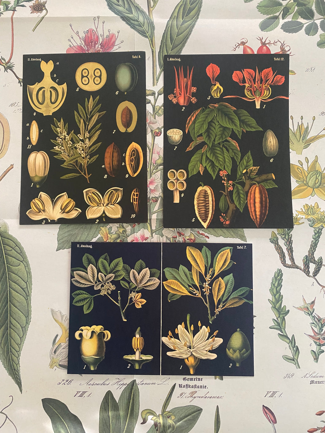 Black botanicals postcard pack
