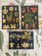 Load image into Gallery viewer, Black botanicals postcard pack

