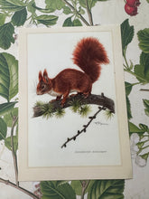 Load image into Gallery viewer, Vintage Squirrel Postcard
