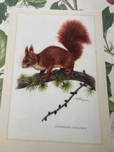 Load image into Gallery viewer, Vintage Squirrel Postcard
