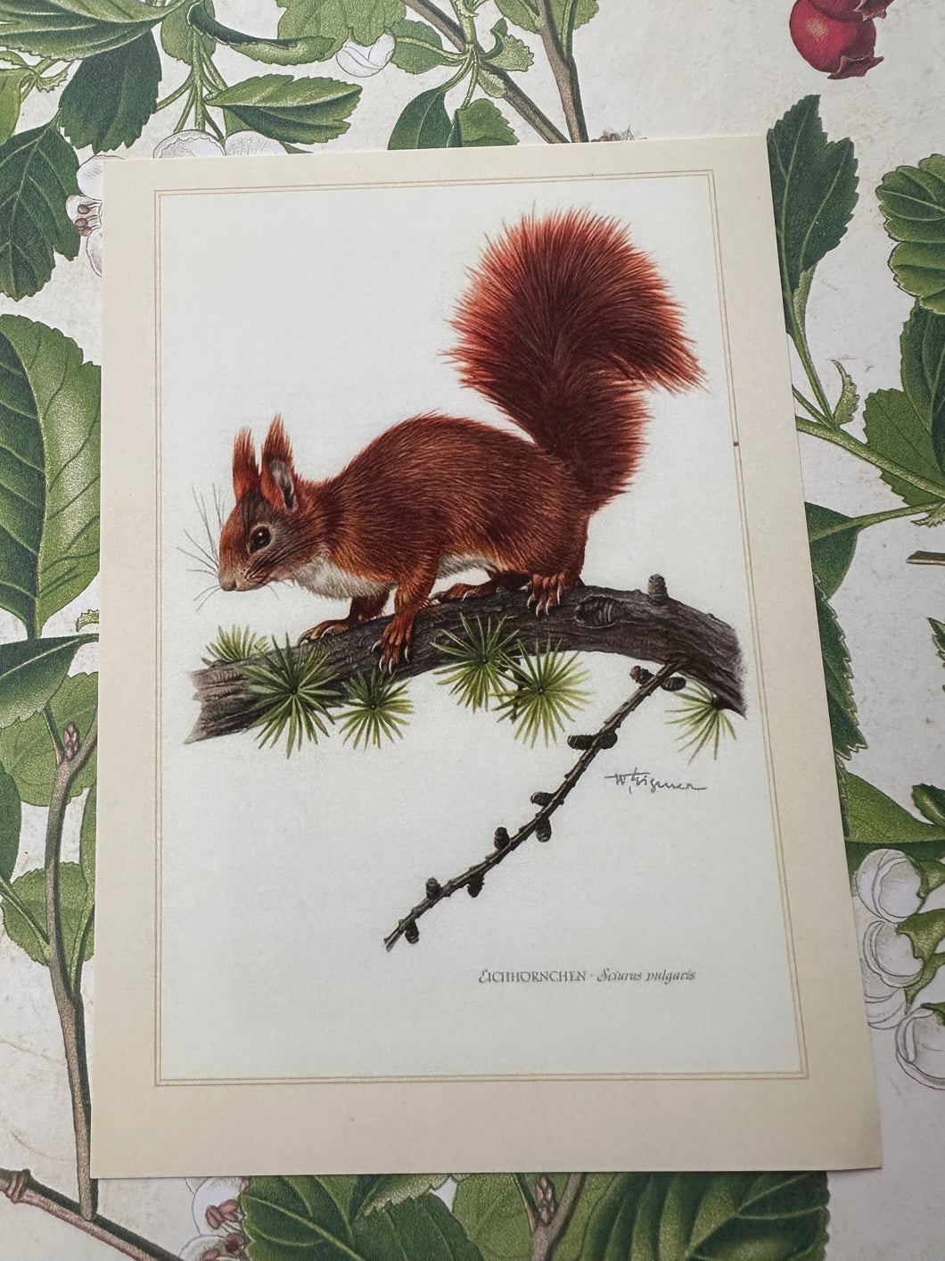 Vintage Squirrel Postcard