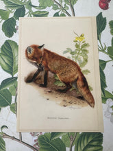 Load image into Gallery viewer, Vintage Fox Postcard B
