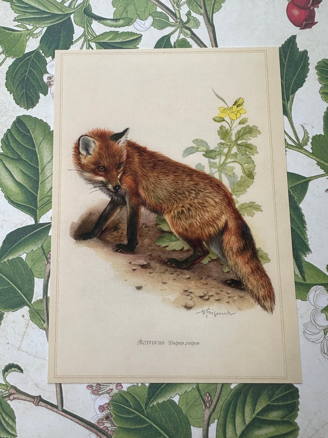 Vintage Fox Postcard B