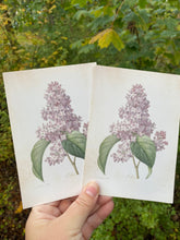 Load image into Gallery viewer, Lilacs postcard
