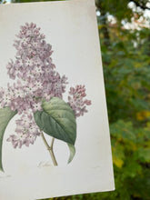 Load image into Gallery viewer, Lilacs postcard
