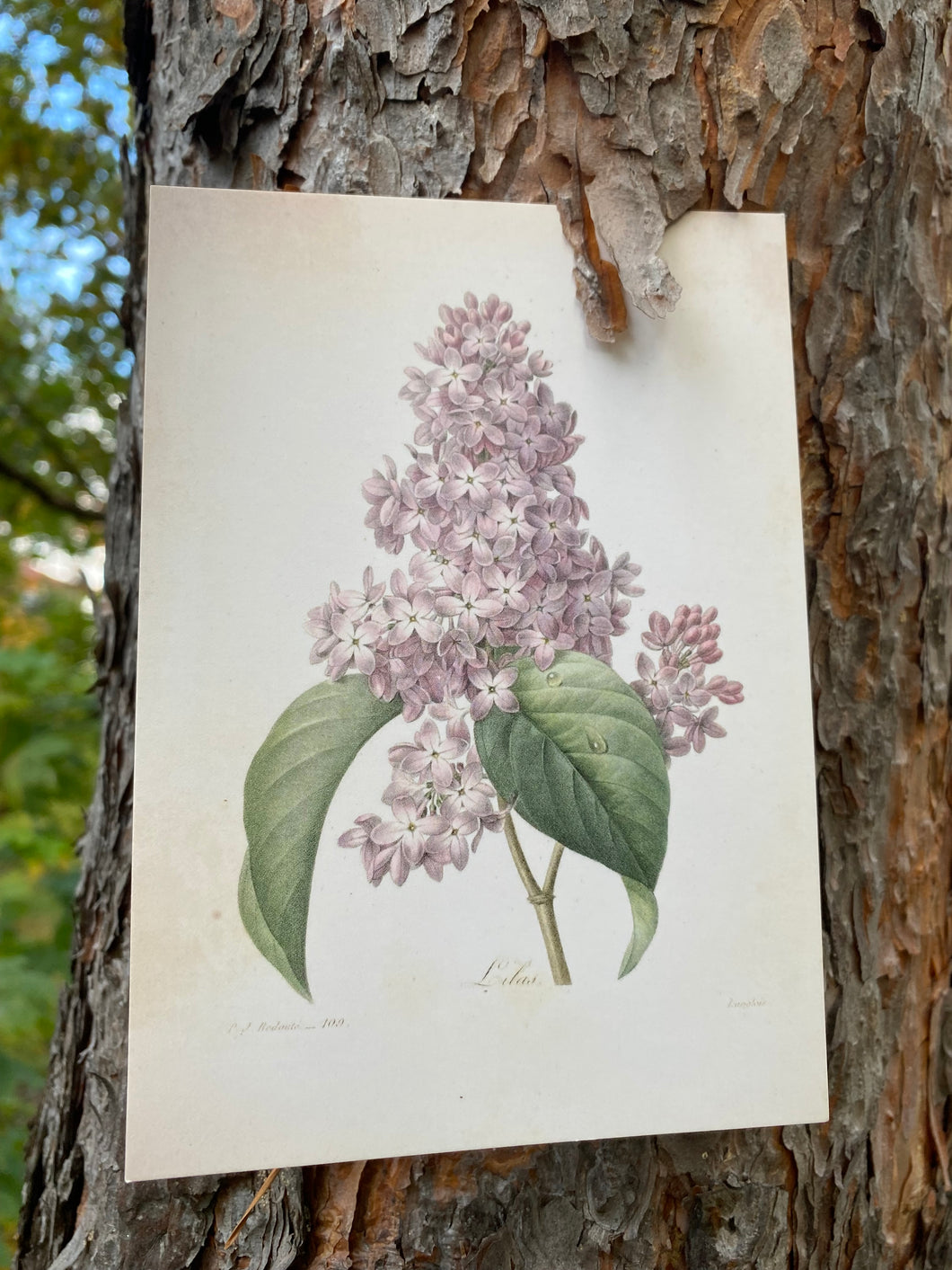 Lilacs postcard