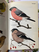 Load image into Gallery viewer, Garden birds vintage book
