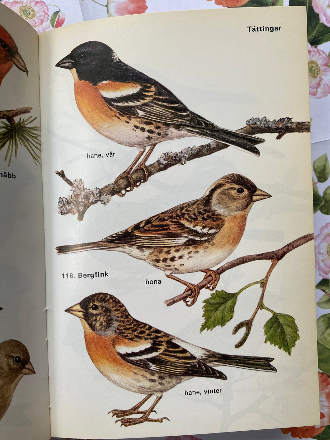 Garden birds vintage book