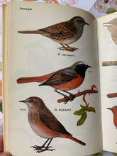 Load image into Gallery viewer, Garden birds vintage book
