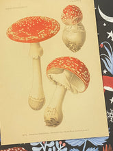 Load image into Gallery viewer, Amanita Muscaria postcard
