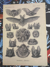 Load image into Gallery viewer, Haeckel Chiroptera postcard
