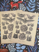 Load image into Gallery viewer, Haeckel Chiroptera postcard
