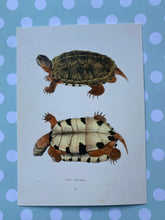 Load image into Gallery viewer, Vintage turtle postcard
