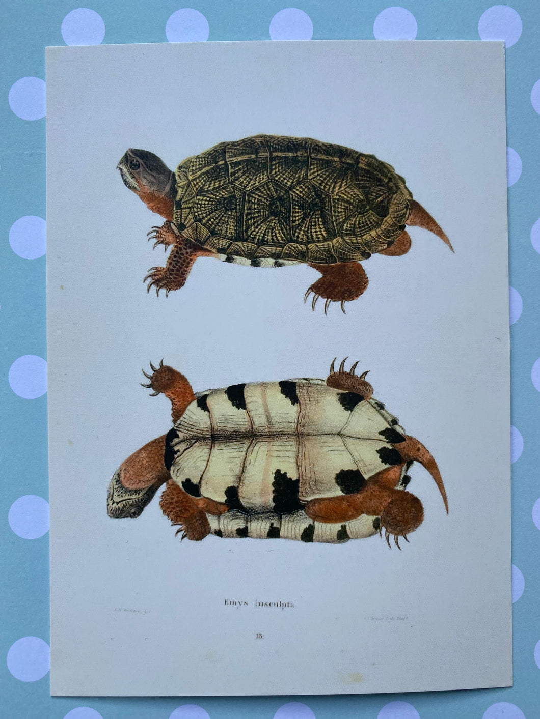 Vintage turtle postcard