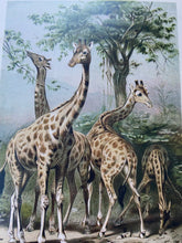 Load image into Gallery viewer, Vintage Giraffes postcard
