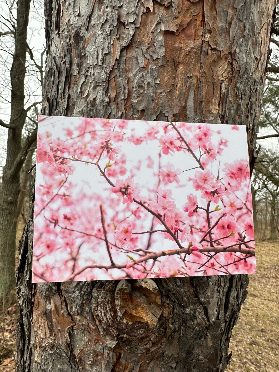 Sakura postcard