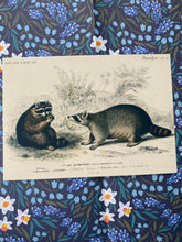 Load image into Gallery viewer, Vintage Racoon postcard
