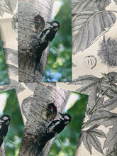 Load image into Gallery viewer, Spotted woodpeckers small cards pack of 5

