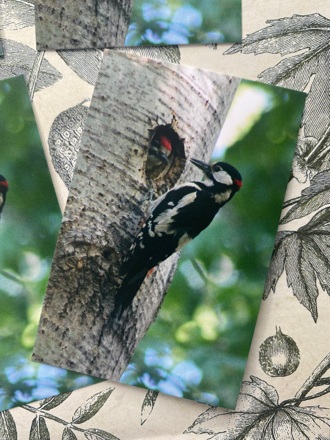 Spotted woodpeckers small cards pack of 5