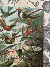Load image into Gallery viewer, Haeckel&#39;s Trochilidae Letter Sheets

