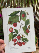 Load image into Gallery viewer, Raspberry A5 postcard/poster
