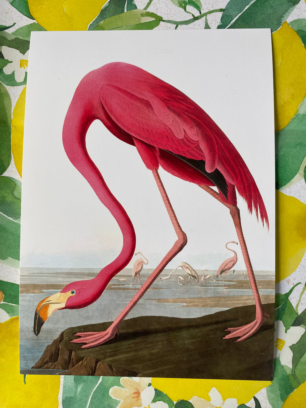 Flamingo A5 postcard/poster