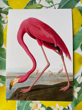 Load image into Gallery viewer, Flamingo A5 postcard/poster
