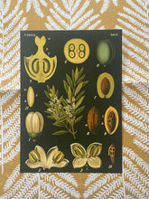 Load image into Gallery viewer, Botanicals Vol 2 Postcard
