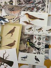 Load image into Gallery viewer, Birdies snail mail kit
