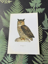 Load image into Gallery viewer, Owl postcards
