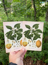 Load image into Gallery viewer, Lemon tree postcard

