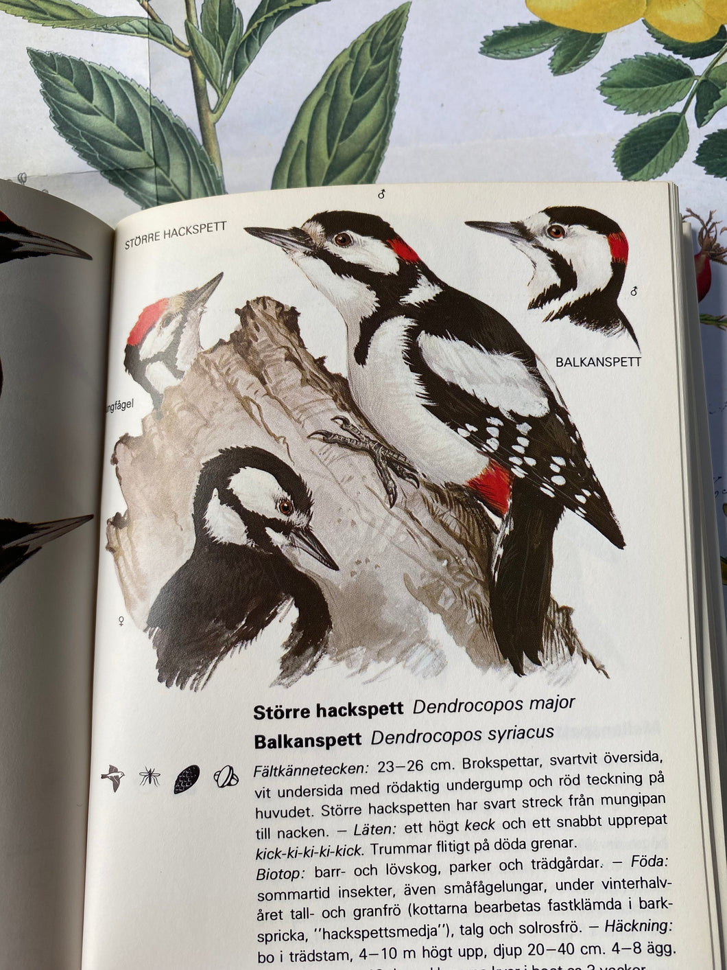 Vintage birds book