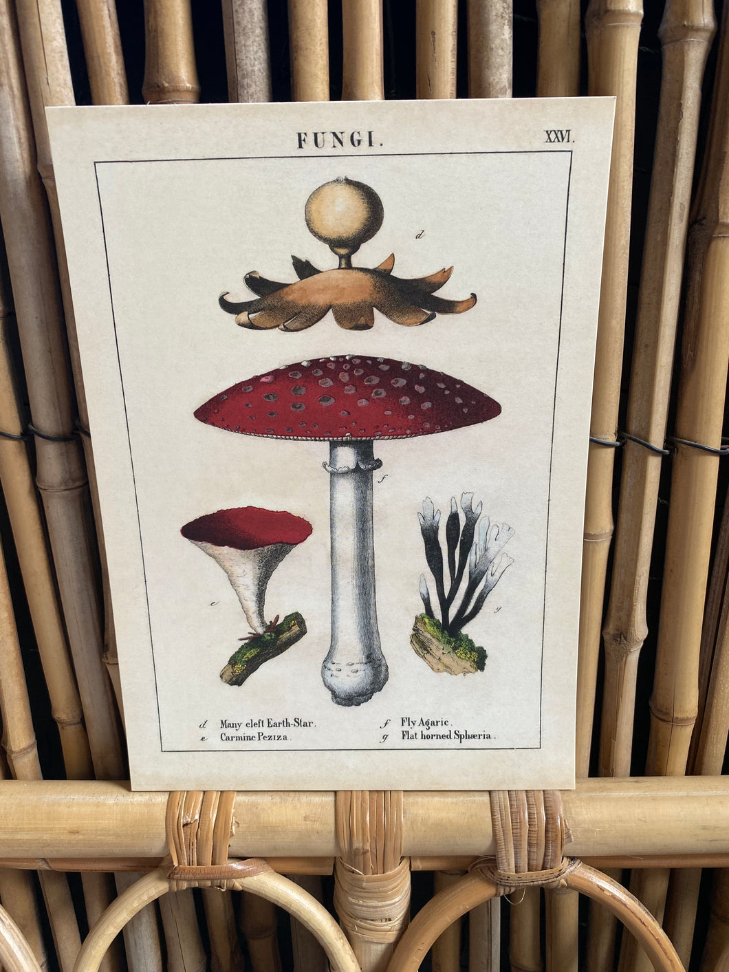 Fungi A5 poster/postcard