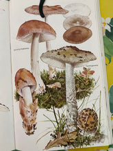 Load image into Gallery viewer, Mushrooms in the Nature vintage book
