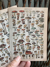 Load image into Gallery viewer, Champignons postcard
