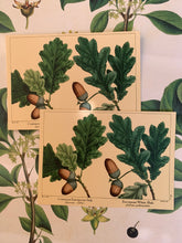 Load image into Gallery viewer, Oak tree postcard
