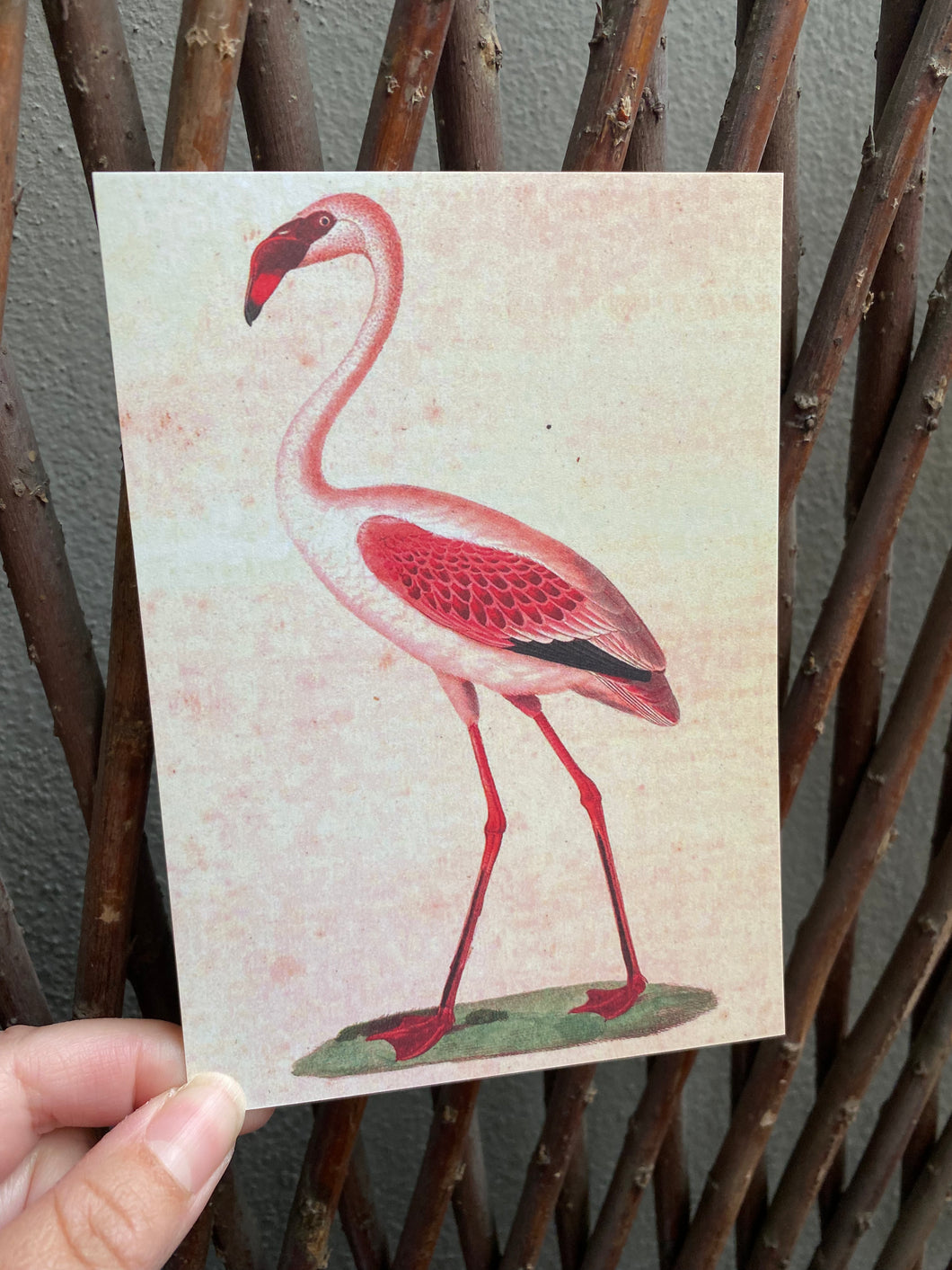 Pink Flamingo postcard