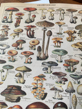 Load image into Gallery viewer, Champignons letter sheets
