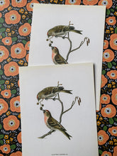 Load image into Gallery viewer, Love birds postcard
