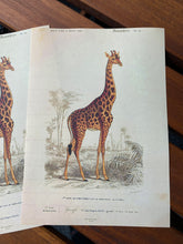 Load image into Gallery viewer, Giraffe letter sheets
