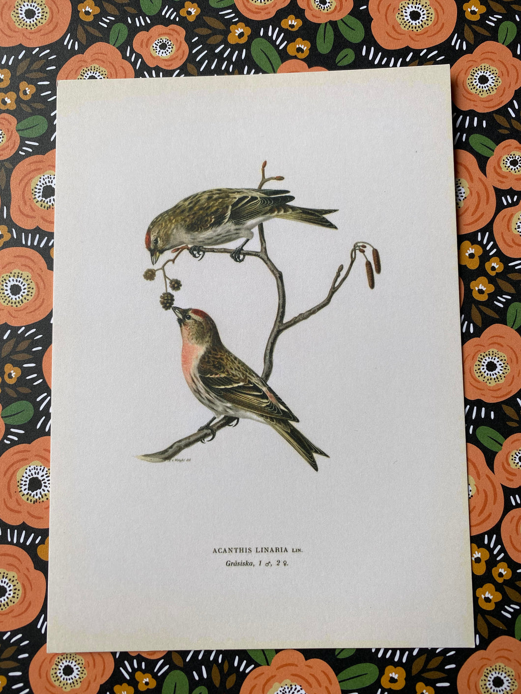 Love birds postcard