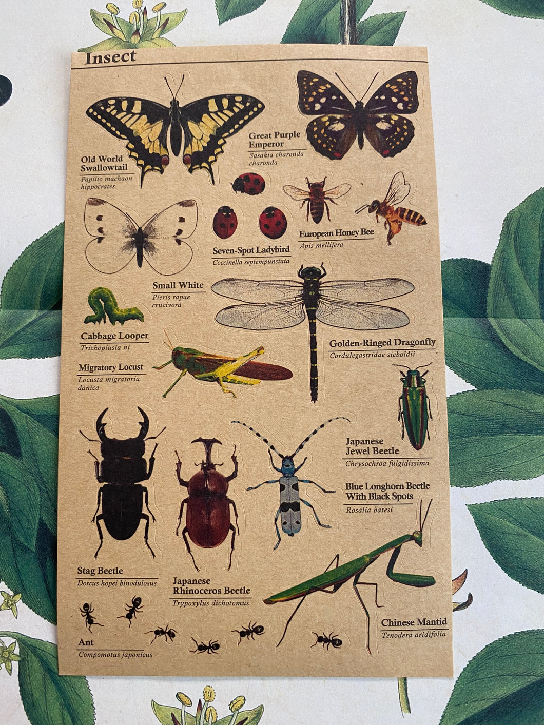 Insects stickers sheet